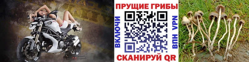 купить наркотик  Курильск  Псилоцибиновые грибы Psilocybe 